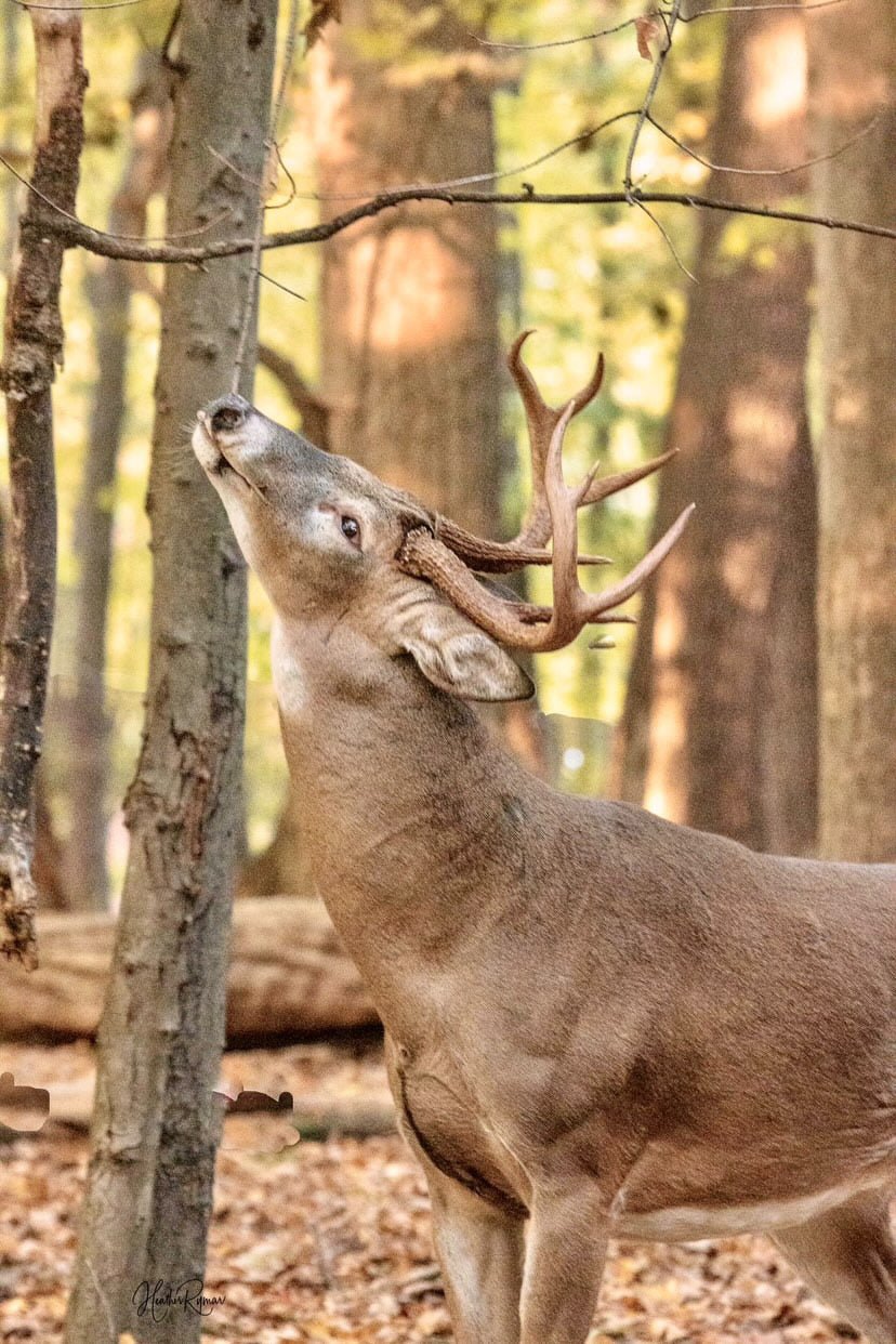 How Much Deer Scent Should You Use on a Mock Scrape? - Deer Hunter Synthetics