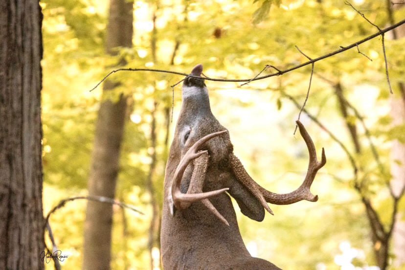 BCM-1 vs BCV-2: Which Mock Scrape Kit Should You Use This Season? - Deer Hunter Synthetics